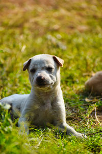 Portrait of dog relaxing on field