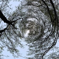 Low angle view of trees against sky