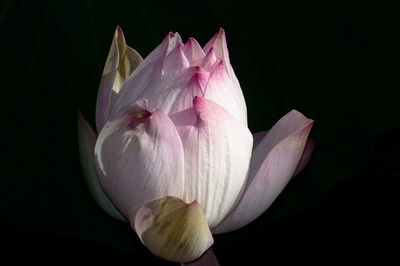 Close-up of lotus water lily bud against black background