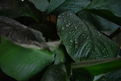 Close-up of wet plant leaves during rainy season