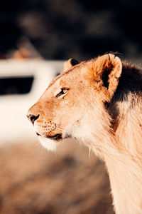 Close-up of a cat looking away