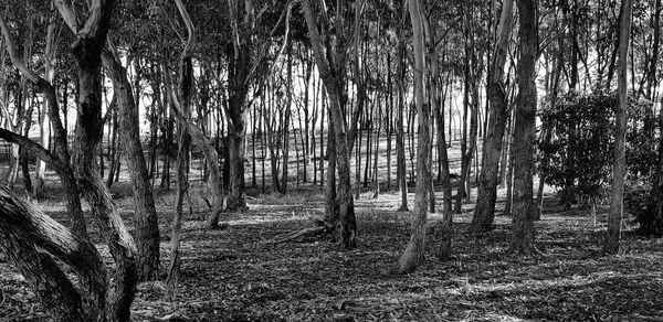 View of bamboo trees in forest