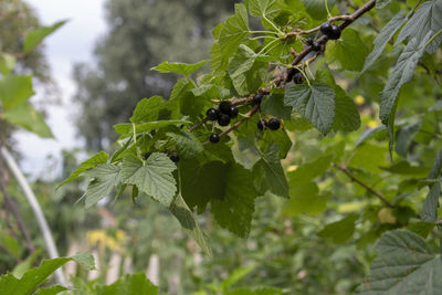Close-up of green leaves