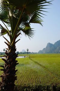 Scenic view of palm trees on field against sky