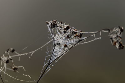 Close-up of spider on web over white background