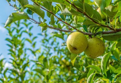 Low angle view of fruits growing on tree