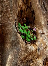 Close-up of plant growing in water