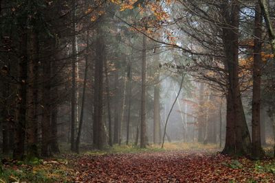 Trees in forest during autumn