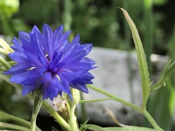 Close-up of purple blue flower