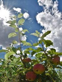 Low angle view of berries growing on tree against sky