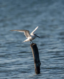 Bird flying over lake