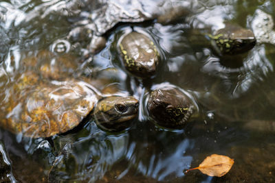 Close-up of turtle in lake