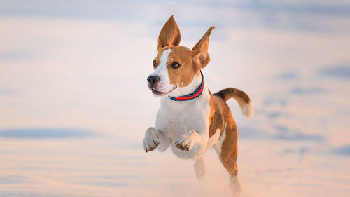 Dog looking away while running on snow covered field