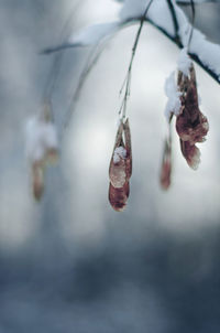 Close-up of dry plants hanging on snow