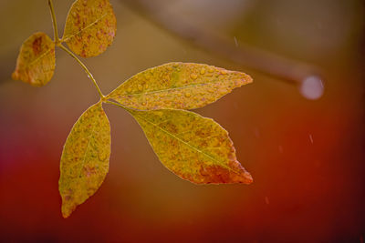 Close-up of yellow maple leaf