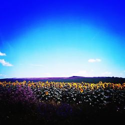 Purple flowering plants on field against blue sky