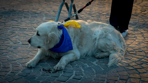 Close-up of dog