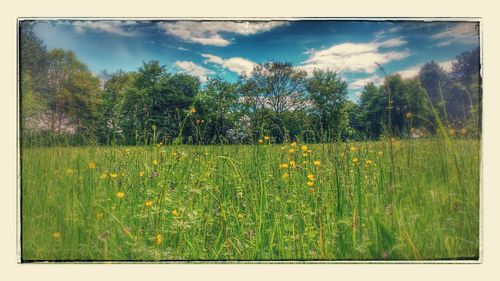 Scenic view of field against sky