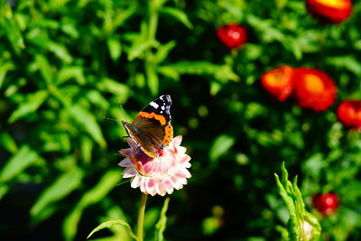 Close-up of butterfly pollinating on flower