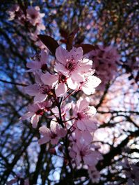 Close-up of pink cherry blossoms in spring