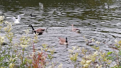 Birds in lake