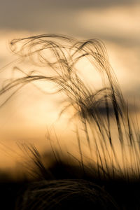 Close-up of grass against sky during sunset