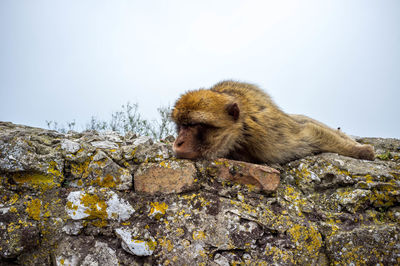 Monkey on rock against sky