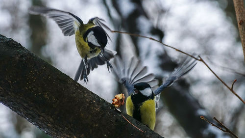 Low angle view of bird perching on branch