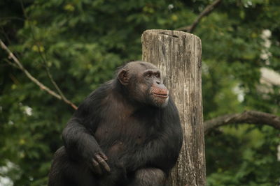 Close-up of monkey sitting on tree
