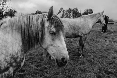 Horse standing in ranch