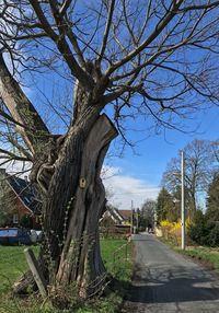 Road by bare trees against sky in city