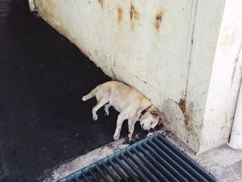 High angle view of stray dog sleeping on sidewalk