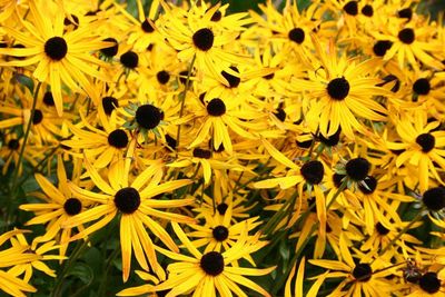 Close-up of sunflower