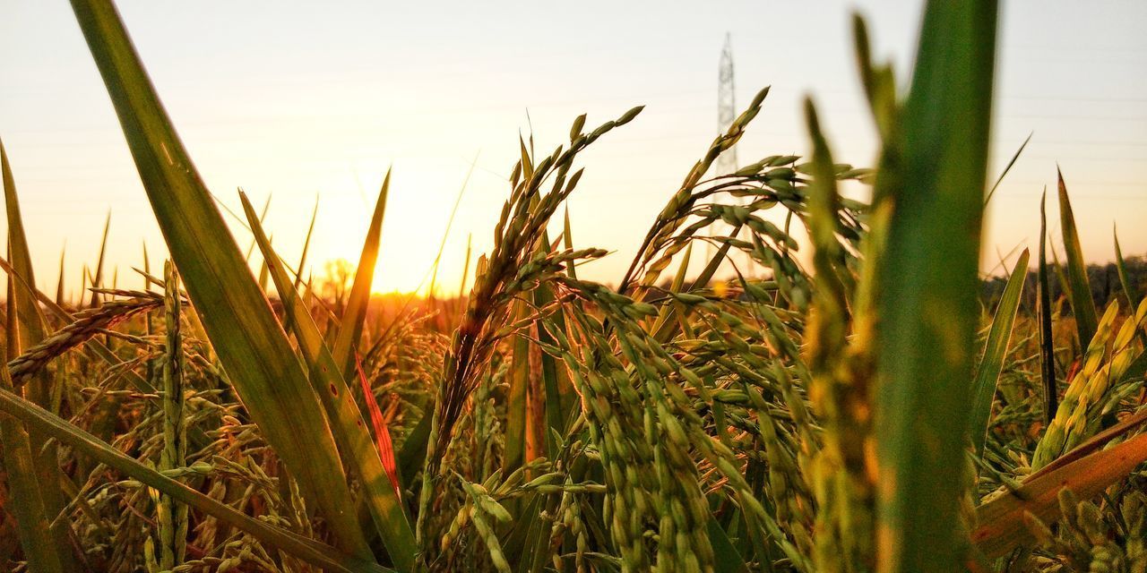 CLOSE-UP OF STALKS IN FIELD AGAINST SKY DURING SUNSET