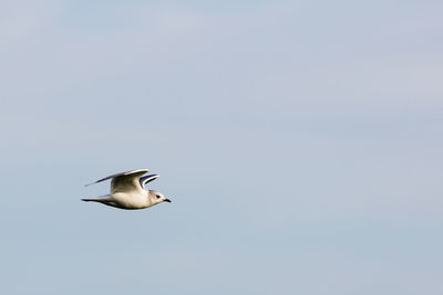 Low angle view of seagull flying against clear sky