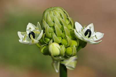 Close-up of flower buds