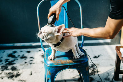 Funny french bulldog getting haircut