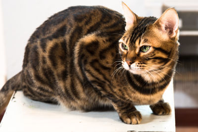 Close-up of tabby cat on table at home