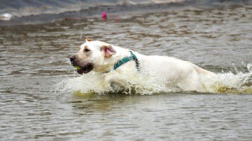 Dog in the sea