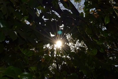 Sun shining through trees