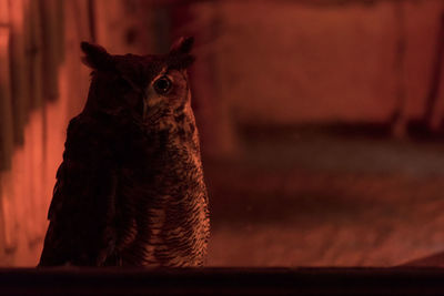 Close-up of cat at home