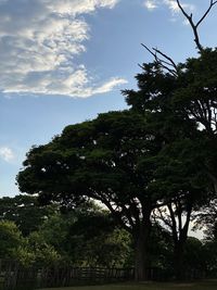 Low angle view of trees against sky