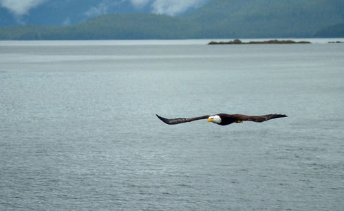 Bald eagle flying over sea