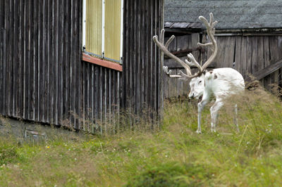 Deer in a building