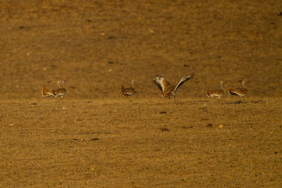 Flock of birds flying over land