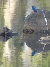 Bird perching on rock in water