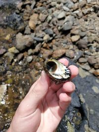 Close-up of hand holding a mollusk