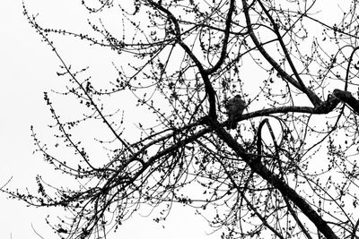 Low angle view of silhouette tree against sky
