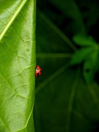 Close-up of ladybug on leaf