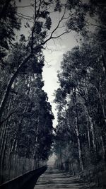 Road amidst trees in forest against sky